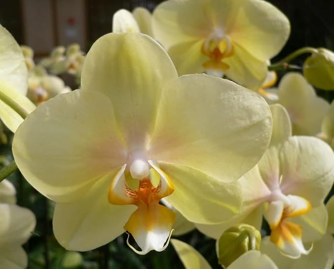 Light Yellow Orchid Flower Seeds for Planting – Heirloom, Non-GMO, Premium Quality, High Germination