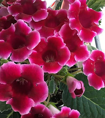 Pink Gloxinia Brocade Flower Seeds for Planting | Heirloom Non-GMO High Germination Organic Garden Seeds