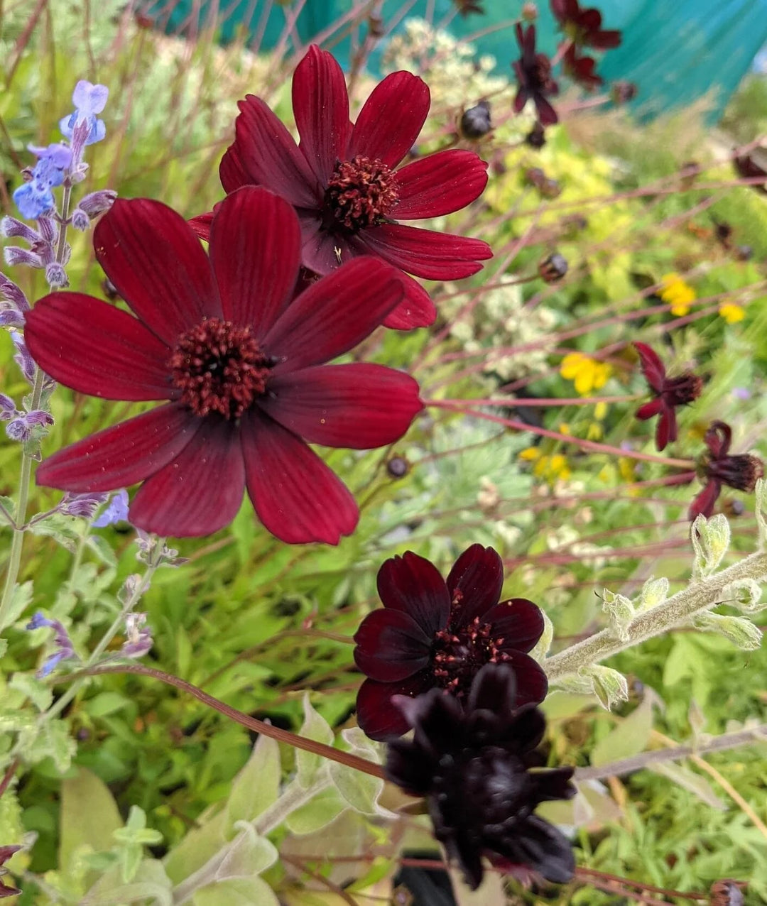 Chocolate Evening-Scented Flower Seeds for Planting – Fragrant Blossoms, Heirloom, Non-GMO, High Germination Organic Garden Seeds