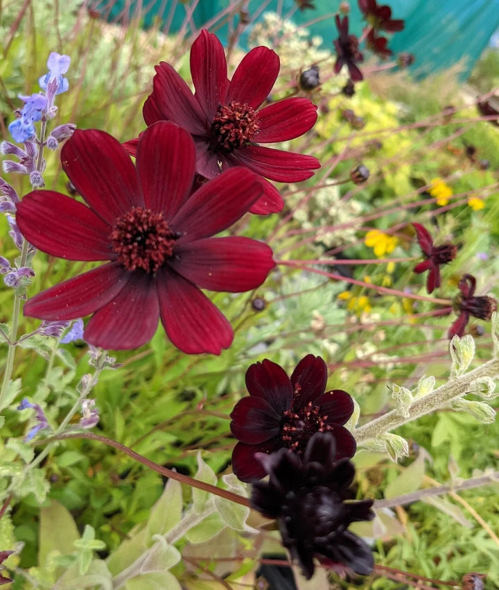 Chocolate Evening-Scented Flower Seeds for Planting – Fragrant Blossoms, Heirloom, Non-GMO, High Germination Organic Garden Seeds