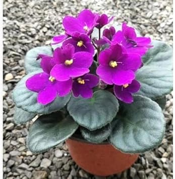 Flower Seeds, Seeds,Seeds For Planting,Plant Seeds