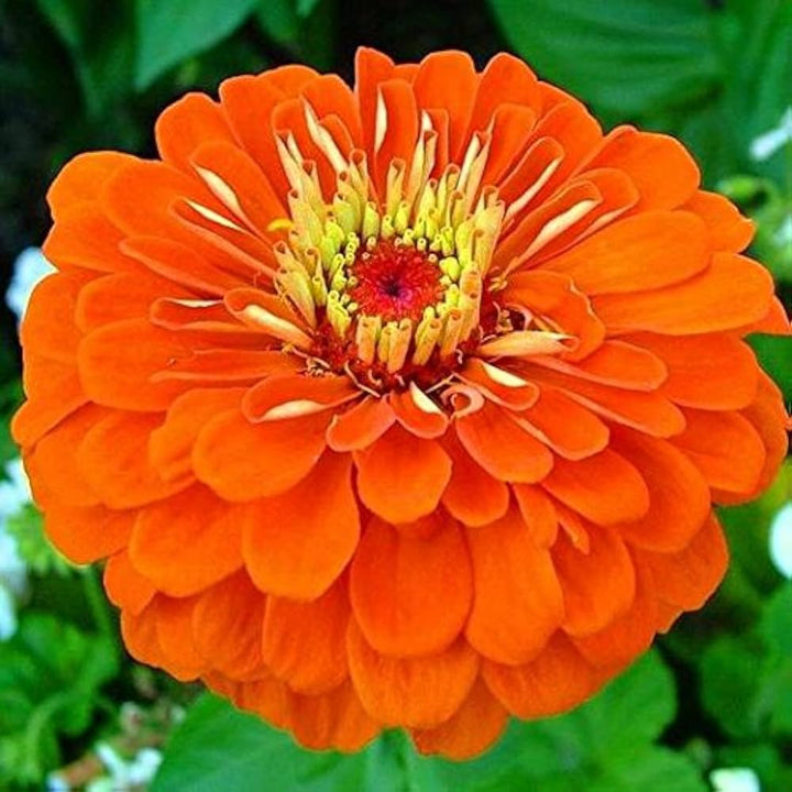 Flower Seeds, Seeds,Seeds For Planting,Plant Seeds