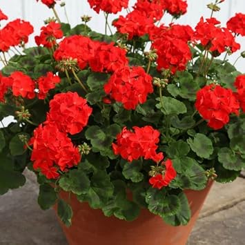 Red Geranium Flower Seeds for Planting – Heirloom & Non-GMO Vibrant Blooms for Beds, Borders, and Containers