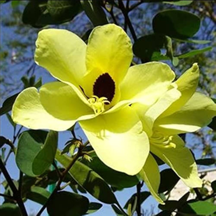 Yellow Bauhinia Flower Seeds – Cut Flower Favorite, Heirloom & Non-GMO Seeds for Home Garden