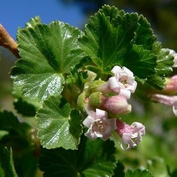 Flower Seeds, Seeds,Seeds For Planting,Plant Seeds