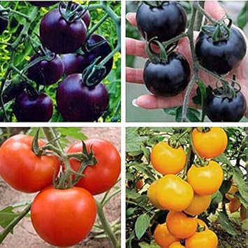 Vegetable Seeds,Garden seeds, Seeds For Planting,Plant Seeds