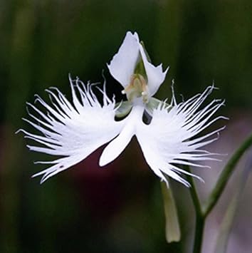 Radiata Flower Seeds for Planting – Heirloom, Non-GMO, Colorful Display Organic Garden Seeds
