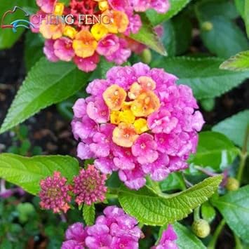Flower Seeds, Seeds,Seeds For Planting,Plant Seeds