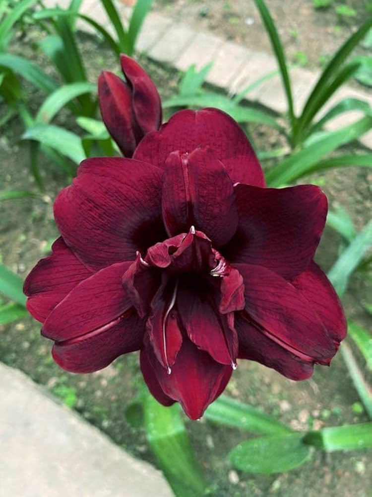 Maroon Amaryllis Flower Seeds for Planting – Drought Tolerant, Heirloom & Non-GMO Home Garden Seeds