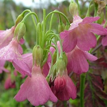 Flower Seeds, Seeds,Seeds For Planting,Plant Seeds