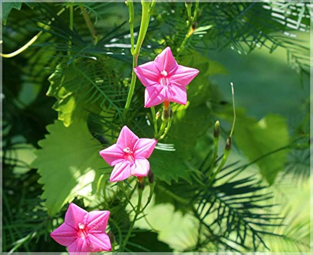 Annual Rose Cypress Vine Flower Seeds for Planting – Heirloom, Non-GMO, High Germination, Vibrant Colors