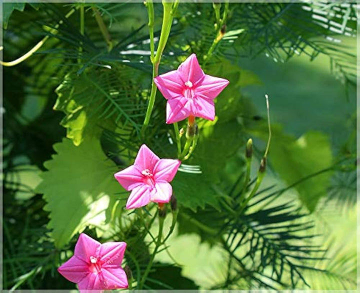 Annual Rose Cypress Vine Flower Seeds for Planting – Heirloom, Non-GMO, High Germination, Vibrant Colors