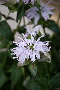 Flower Seeds, Seeds,Seeds For Planting,Plant Seeds