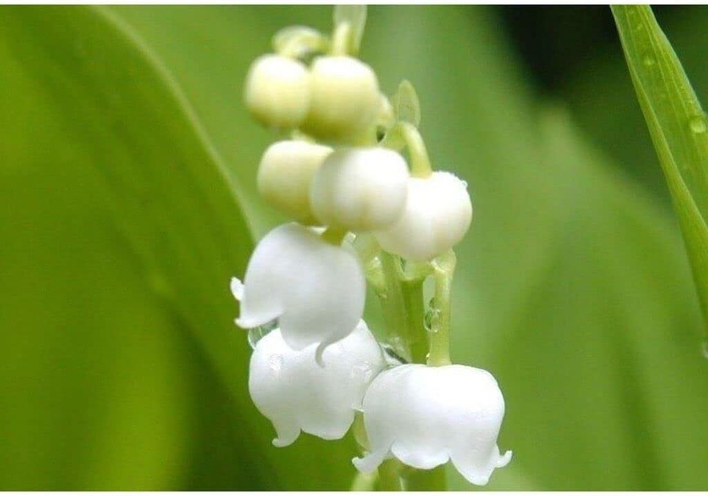 Flower Seeds, Seeds,Seeds For Planting,Plant Seeds