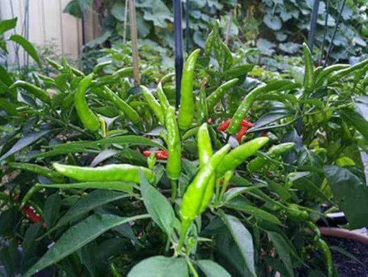 Green Pepper Seeds for Planting – Heirloom & Non-GMO Mild Vegetable Garden Seeds