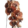 Brown Phalaenopsis Orchid Flower Seeds – Heirloom, Non-GMO, Low Maintenance Organic Garden Seeds for Planting