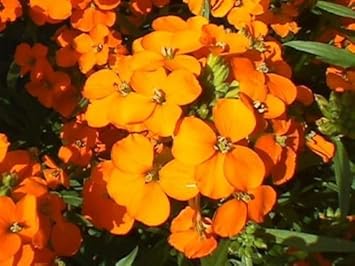 Flower Seeds, Seeds,Seeds For Planting,Plant Seeds