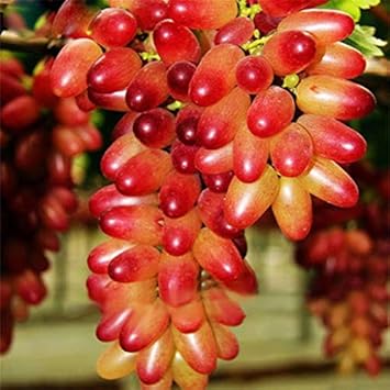 Fruit Seeds,Garden seeds, Seeds For Planting,Plant Seeds