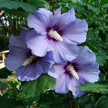 Flower Seeds, Seeds,Seeds For Planting,Plant Seeds