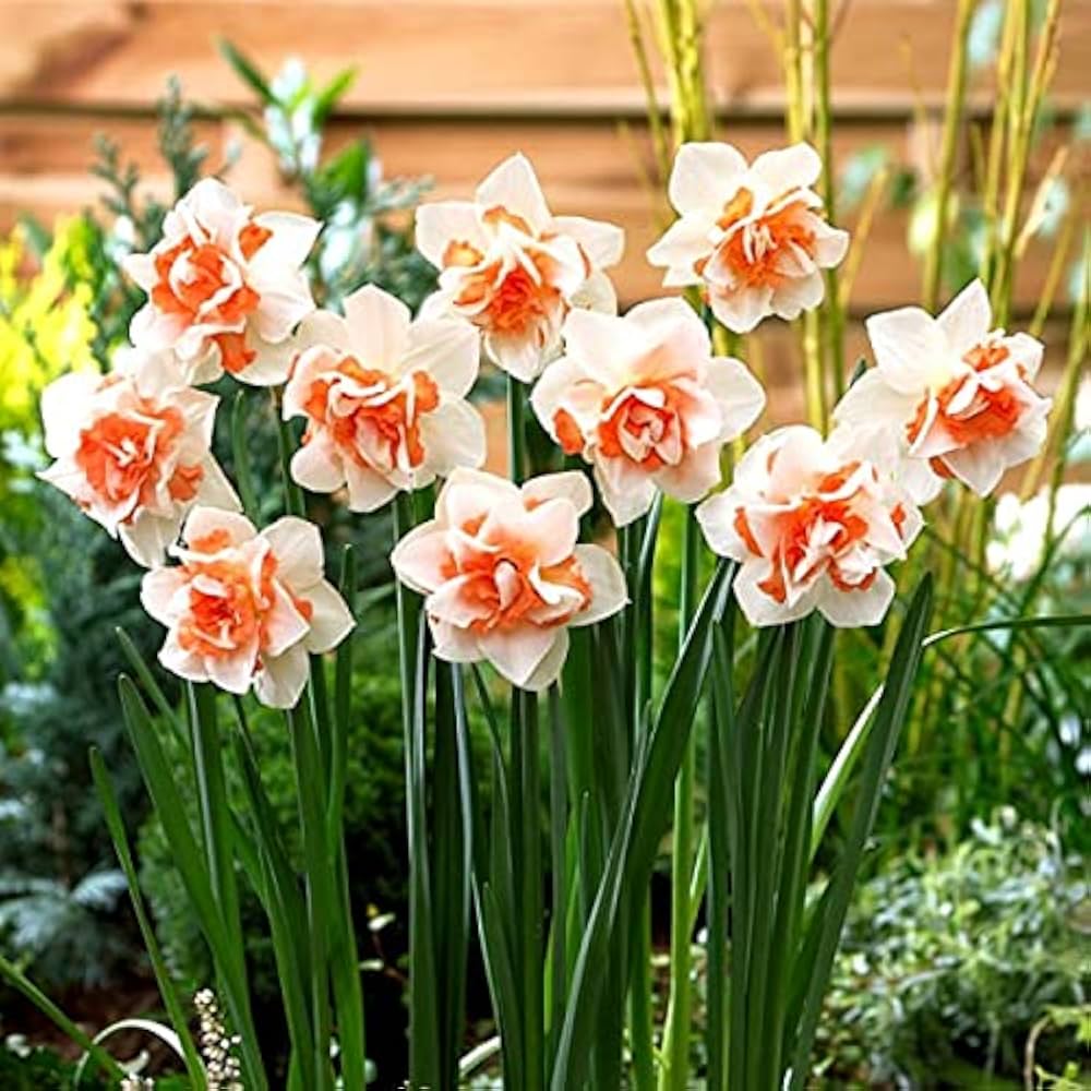 White Orange Double Petal Pink Daffodils Seeds for Planting – Easy to Grow, Heirloom, Non-GMO, High Germination Organic Garden Seeds