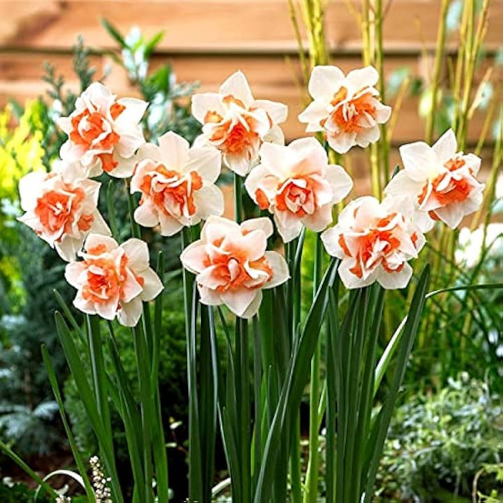 White Orange Double Petal Pink Daffodils Seeds for Planting – Easy to Grow, Heirloom, Non-GMO, High Germination Organic Garden Seeds