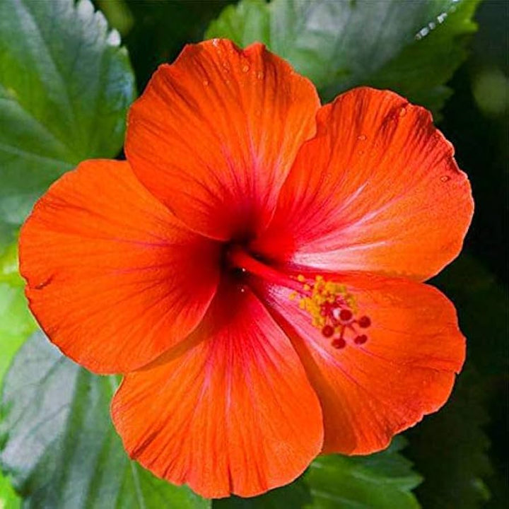 Orange Hibiscus Flower Seeds – Vibrant Blooms, Heirloom &amp; Non-GMO Seeds for Home Garden
