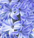 Sky Blue Hyacinthus Orientalis Flower Seeds for Planting – Cut Flower Favorite, Heirloom, Non-GMO, Organic Garden Seeds