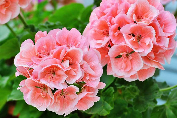 Pink Cream Geranium Flower Seeds for Planting – Heirloom, Non-GMO, High Germination Organic Garden Seeds
