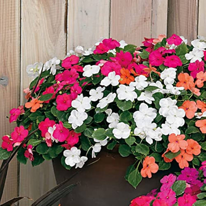 Impatiens Flower seeds for Planting - Wildflower Mix, Heirloom & GMO Free Seeds for Home Garden | Non-GMO High Germination Organic Garden Seeds
