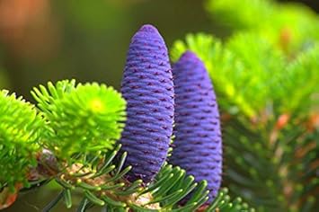 Flower Seeds, Seeds,Seeds For Planting,Plant Seeds