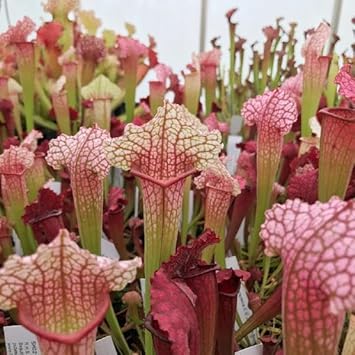 Flower Seeds, Seeds,Seeds For Planting,Plant Seeds