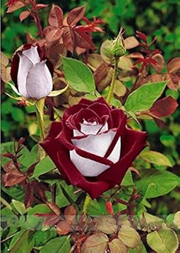 Flower Seeds, Seeds,Seeds For Planting,Plant Seeds