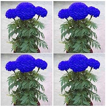 Flower Seeds, Seeds,Seeds For Planting,Plant Seeds