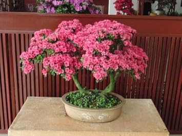 Flower Seeds, Seeds,Seeds For Planting,Plant Seeds