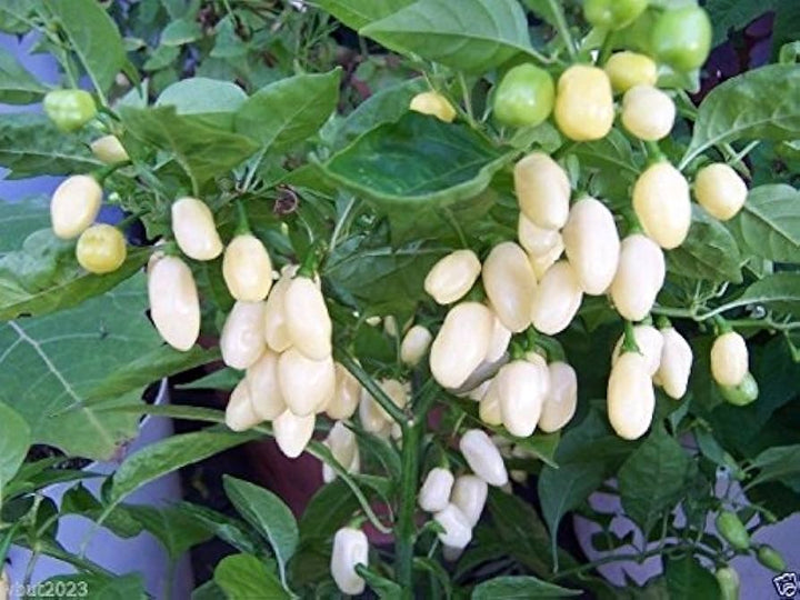 White Habanero Vegetable Seeds for Planting – Heirloom & Non-GMO Chili Seeds for Spicy Gardens