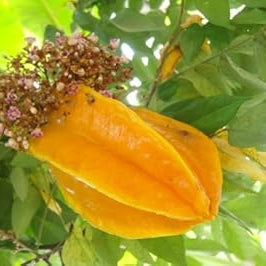 Fruit Seeds,Garden seeds, Seeds For Planting,Plant Seeds