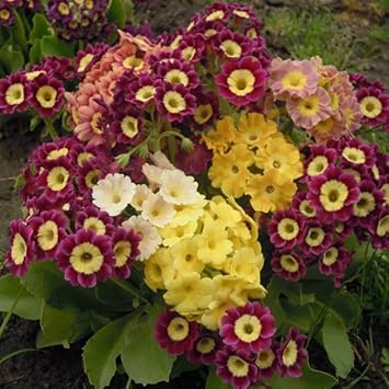 Flower Seeds, Seeds,Seeds For Planting,Plant Seeds