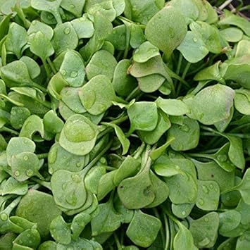 Flower Seeds, Seeds,Seeds For Planting,Plant Seeds