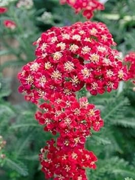 Flower Seeds, Seeds,Seeds For Planting,Plant Seeds