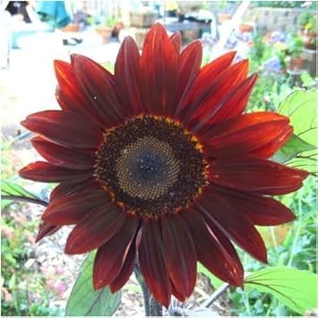 Flower Seeds, Seeds,Seeds For Planting,Plant Seeds