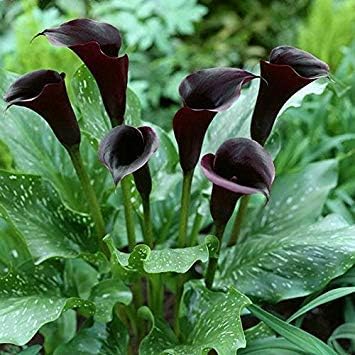 Flower Seeds, Seeds,Seeds For Planting,Plant Seeds