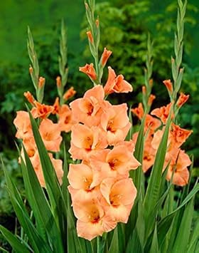 Flower Seeds, Seeds,Seeds For Planting,Plant Seeds