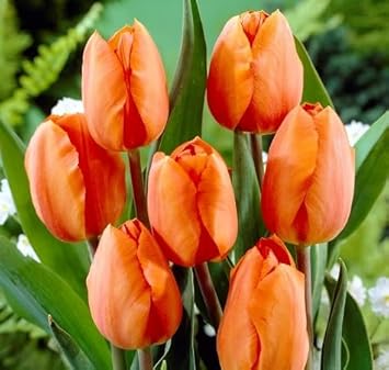 Flower Seeds, Seeds,Seeds For Planting,Plant Seeds