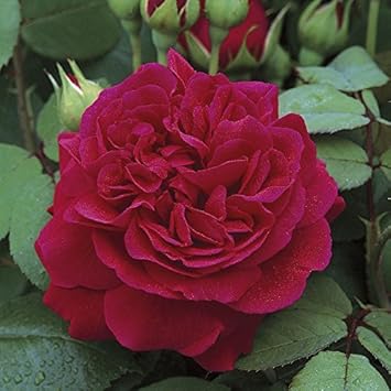 Flower Seeds, Seeds,Seeds For Planting,Plant Seeds
