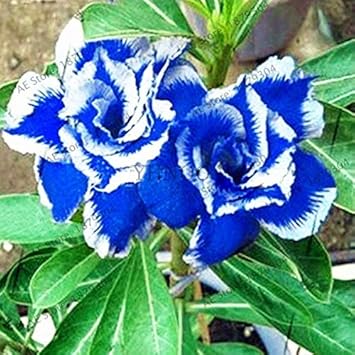 Flower Seeds, Seeds,Seeds For Planting,Plant Seeds