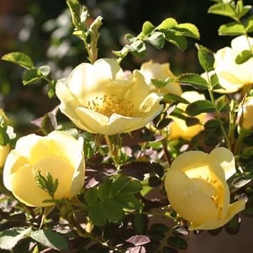 Flower Seeds, Seeds,Seeds For Planting,Plant Seeds