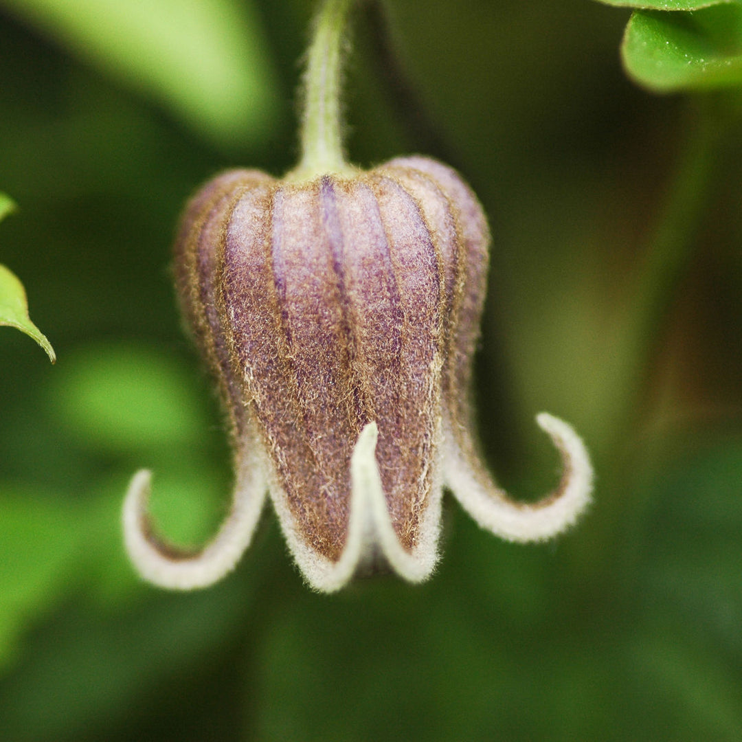 Brown Clematis Flower seeds for Planting – Premium Quality Heirloom Non-GMO Seeds for Home Garden