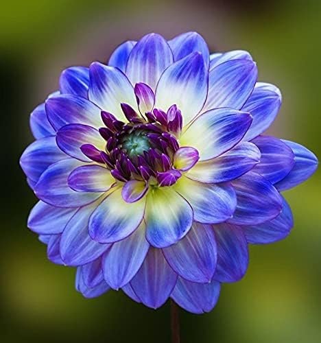 Blue Mix Dahlia Flower Seeds for Planting – Heirloom, Non-GMO, High Germination Organic Garden Seeds
