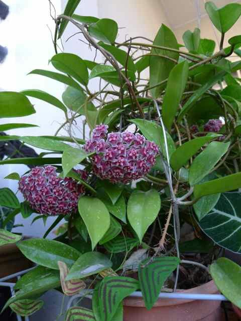 Light Purple Hoya Carnosa Flower Seeds for Planting – Heirloom, Non-GMO, High Germination Organic Garden Seeds