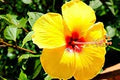 Clear Hibiscus Flower Seeds for Planting – Heirloom, Non-GMO, High Germination Organic Garden Seeds